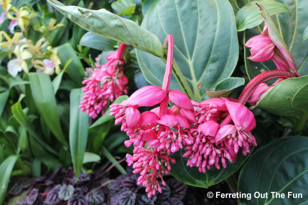 Cloud Forest Gardens by the Bay