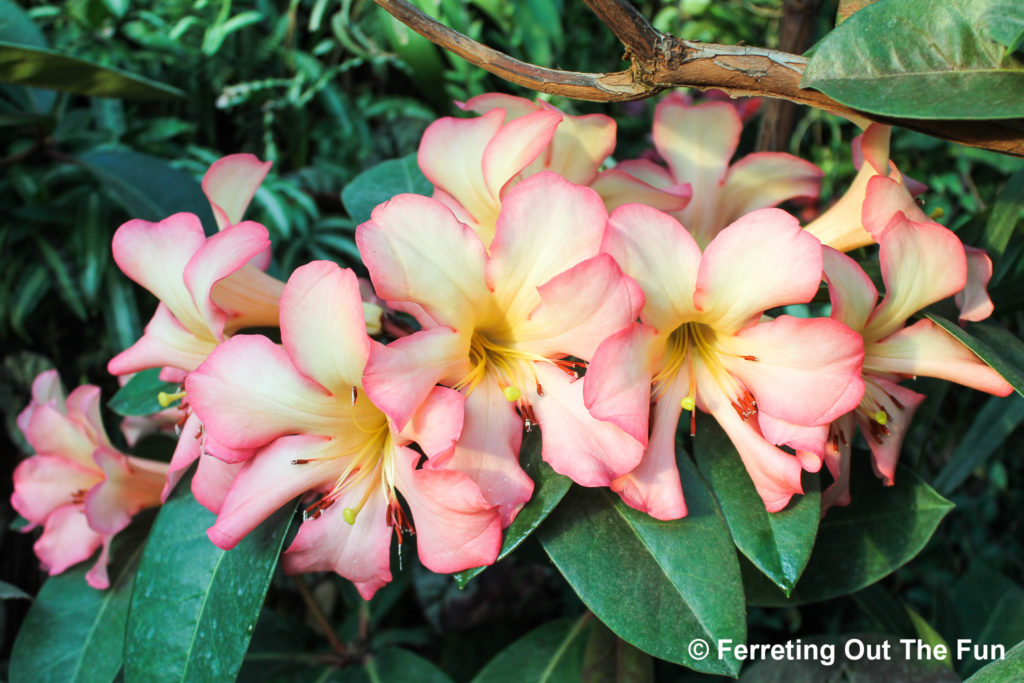 Singapore Botanic Garden