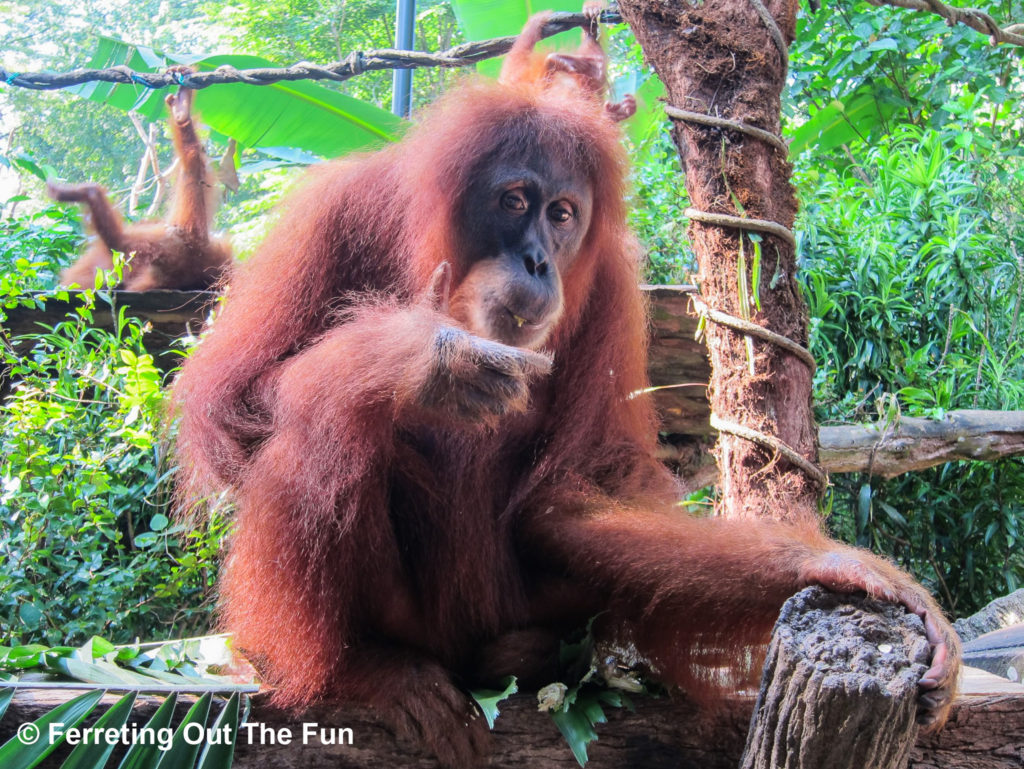 Singapore Zoo orangutans