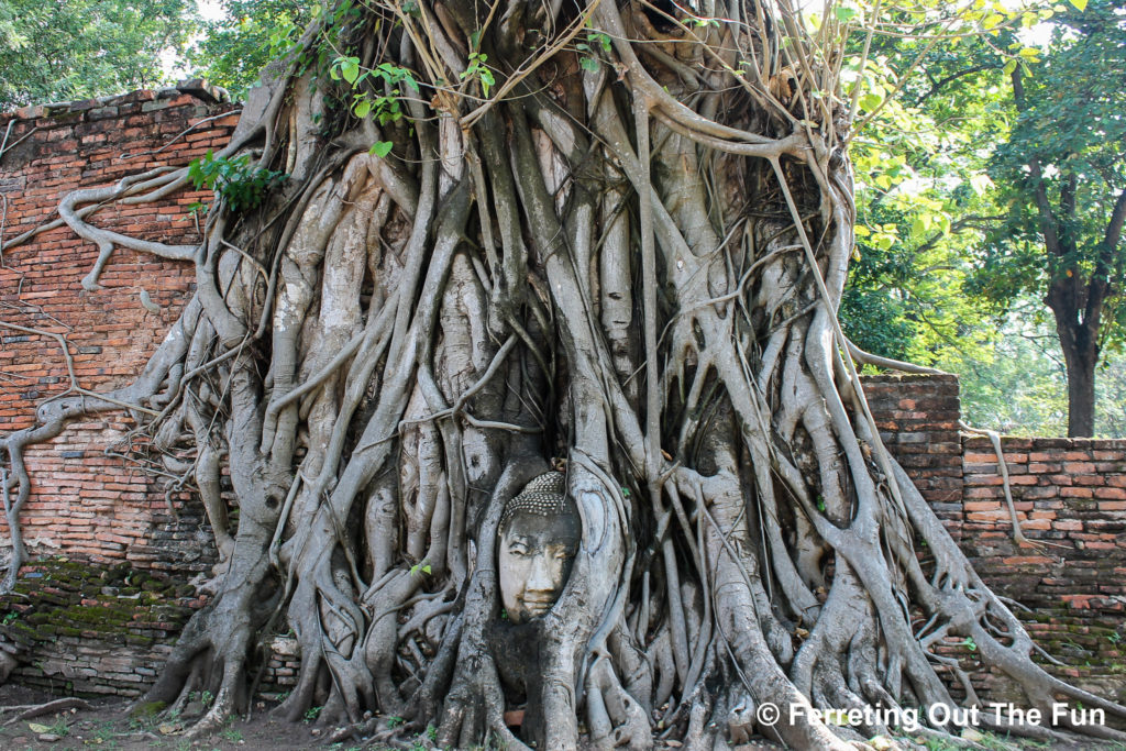 Ayutthaya Buddha head in a tree