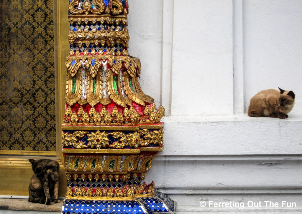 Thailand temple cats