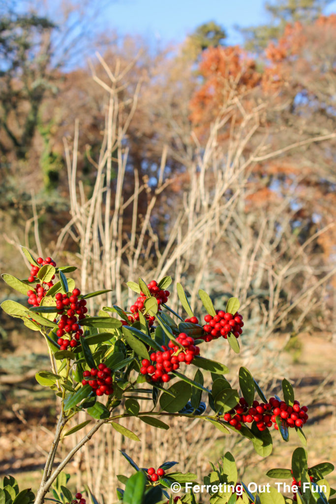 National Arboretum DC holly bushes and fall foliage