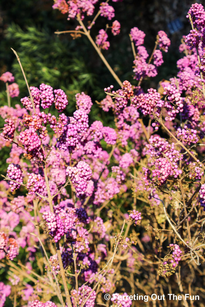 Purple fall blooms at the National Arboretum in DC