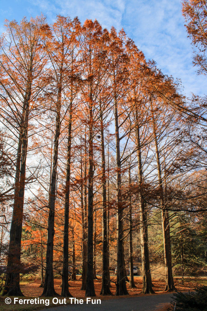 Fall foliage at the National Arboretum, one of the best parks in Washington DC