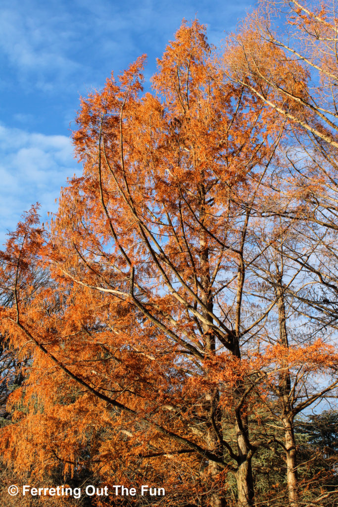 Golden fall foliage at the National Arboretum in Washington DC