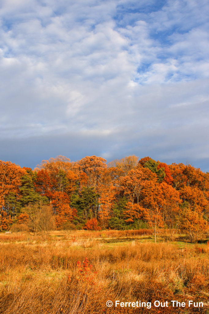 The National Arboretum is one of the best places to view fall foliage in Washington DC