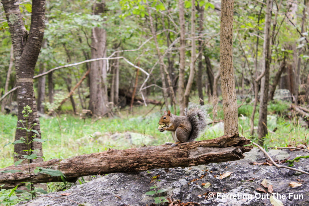 A squirrel eats a nut at Great Falls Park Virginia