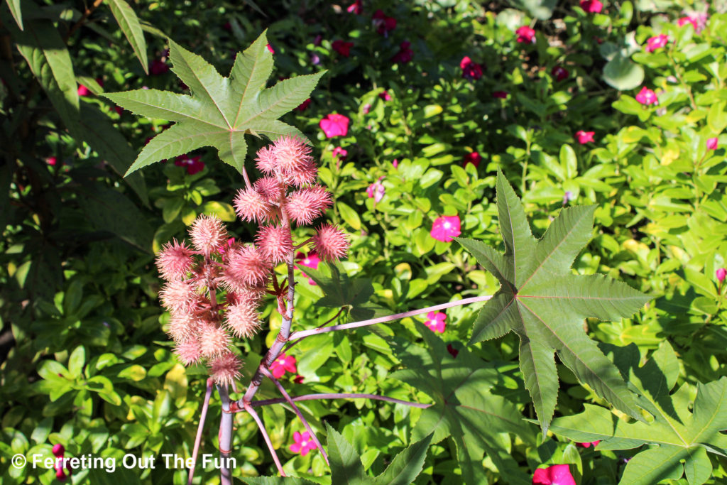 Meadowlark Botanical Gardens Vienna VA