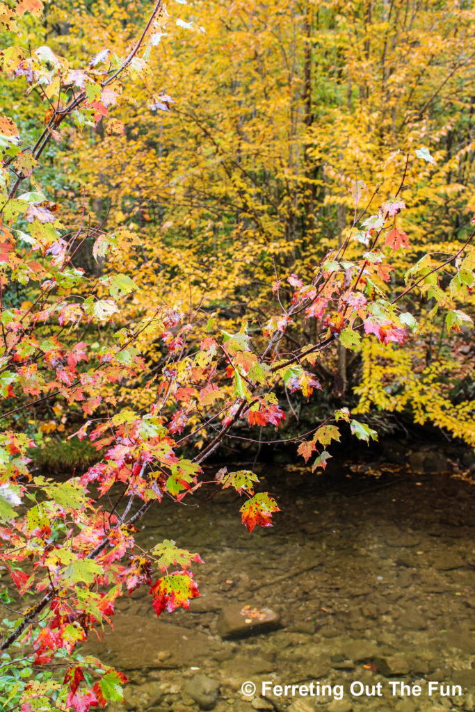 Colorful autumn leaves in the Blue Ridge Mountains VA