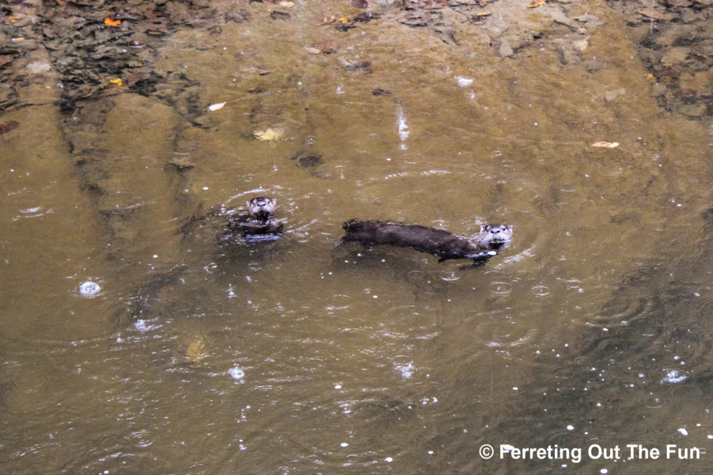 wild otters playing in a river
