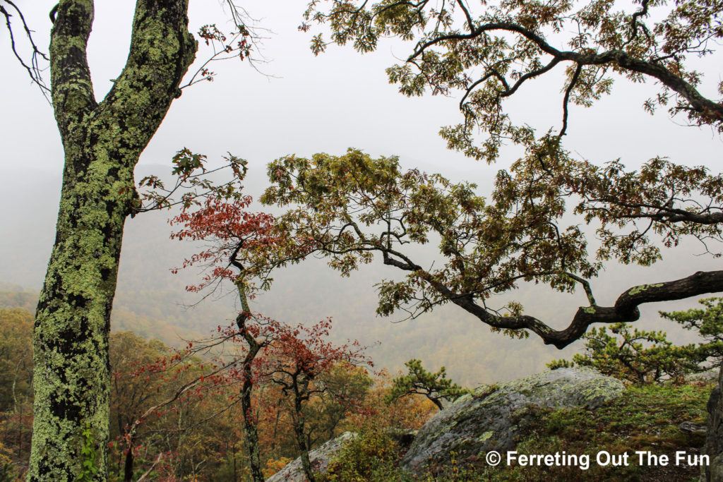 foggy autumn day