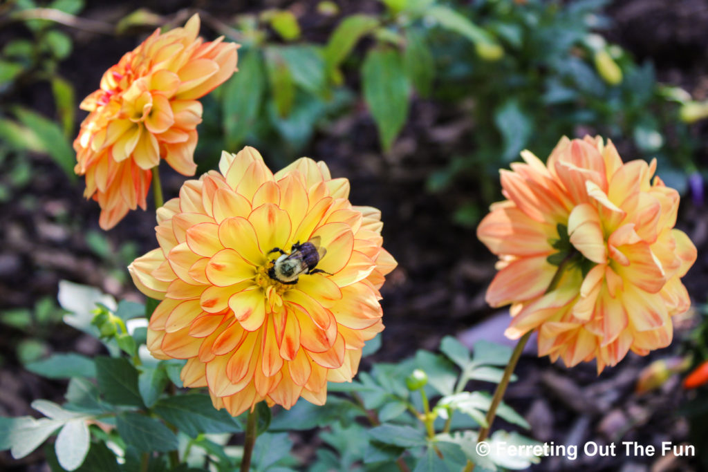 Brookside Gardens MD