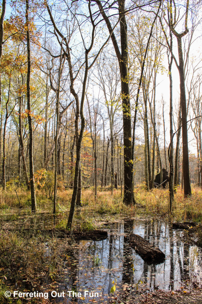 Autumn foliage at Huntley Meadows Park in Virginia. Anyone else see Bigfoot hiding in the trees?