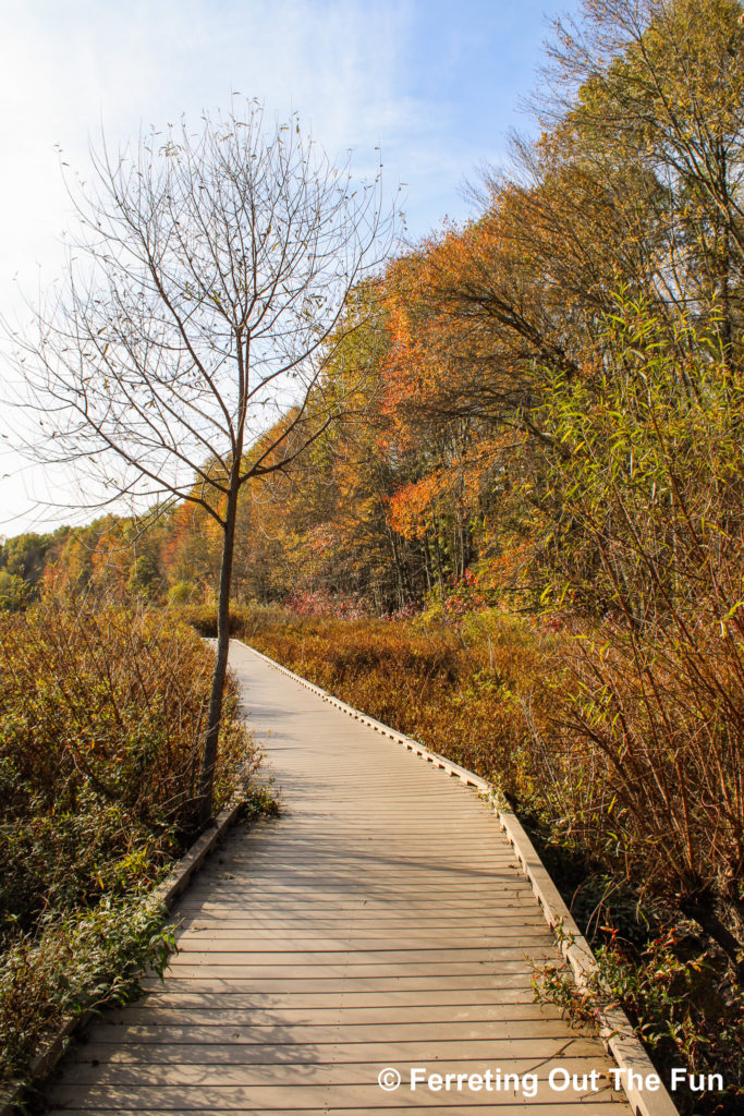 An autumn walk through Huntley Meadows wetland park in Virginia