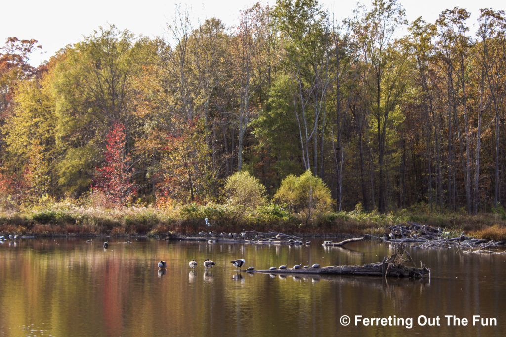 Huntley Meadows beaver dam