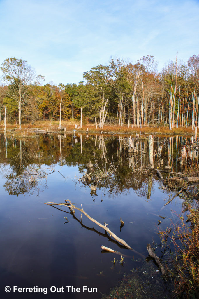 Autumn reflections at Huntley Meadows, Virginia. This wetland park was created by a family of beavers who have built a dam that's over 400 feet long!