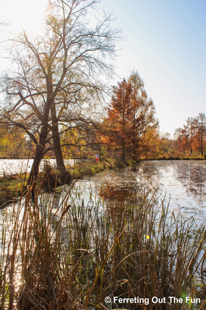 An Autumn visit to the Kenilworth Aquatic Gardens in Washington DC