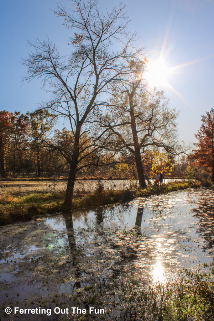 Fall reflections at the Kenilworth Aquatic Gardens in Washington DC