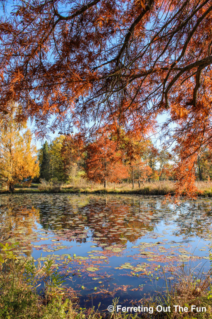 Beautiful Autumn foliage at the Kenilworth Aquatic Gardens in Washington DC