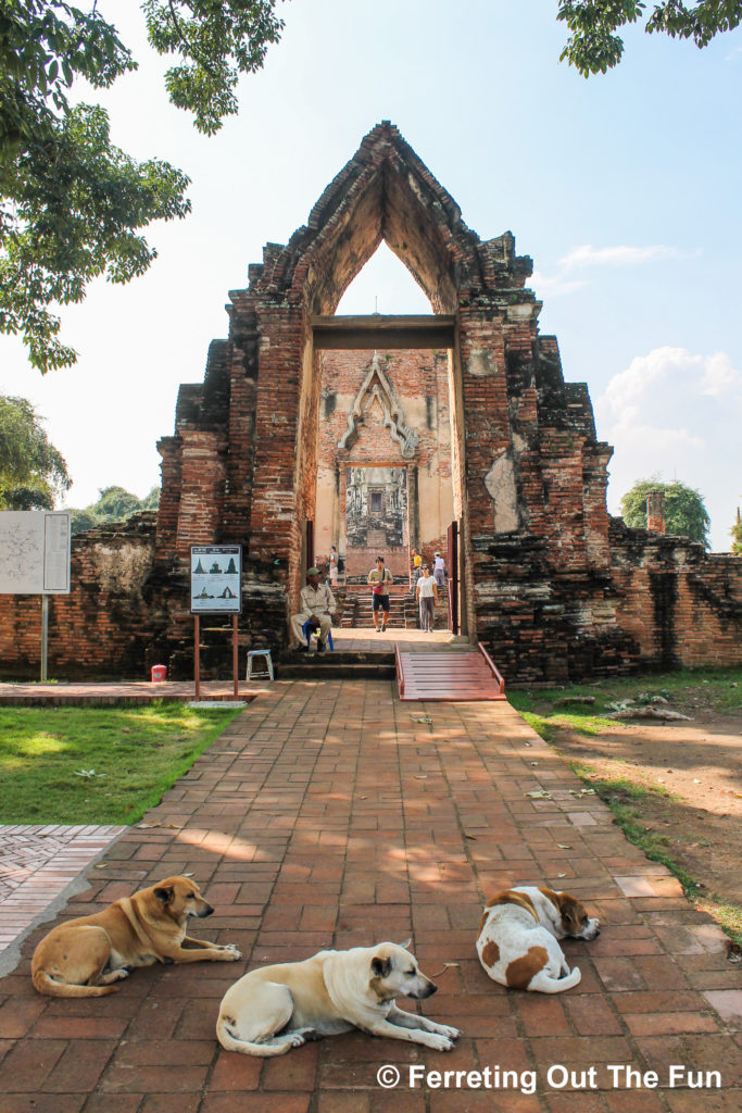 Dogs sleep in front of the entrance to Wat Ratchaburana, one of the top Ayutthaya temple ruins, Thailand