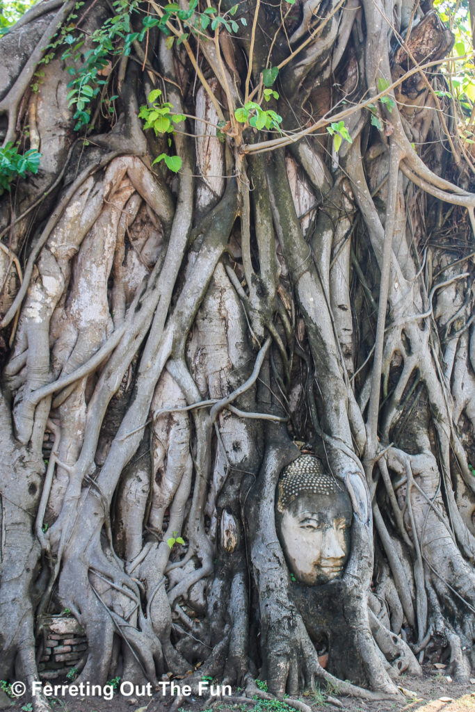 The famed Buddha head in a tree at Wat Mahathat in Ayutthaya, Thailand
