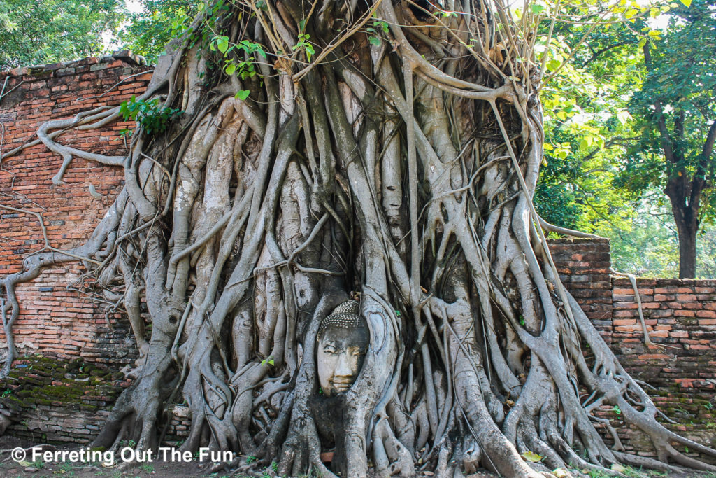Wat Mahathat Buddha Head Tree Ayutthaya