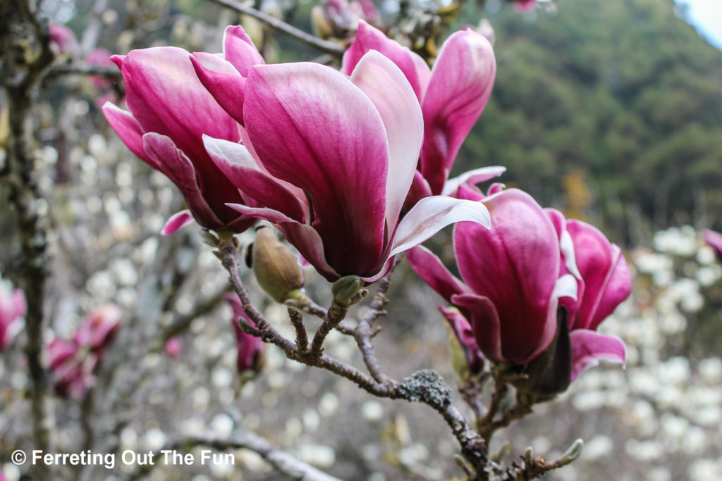 Spring in Alishan