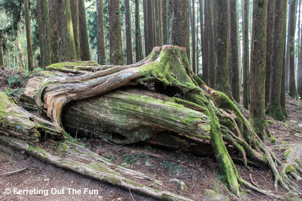 Alishan Giant Tree Trail