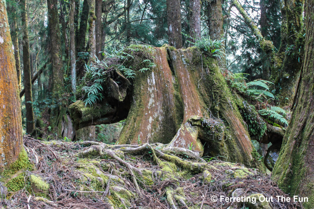 Alishan pig-shaped stump