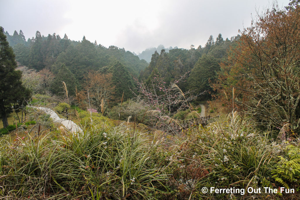 Alishan Poetry Trail