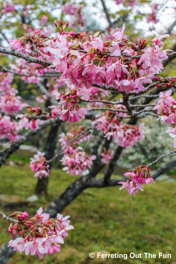 Pretty pink cherry blossoms in the Alishan National Scenic Area of Taiwan