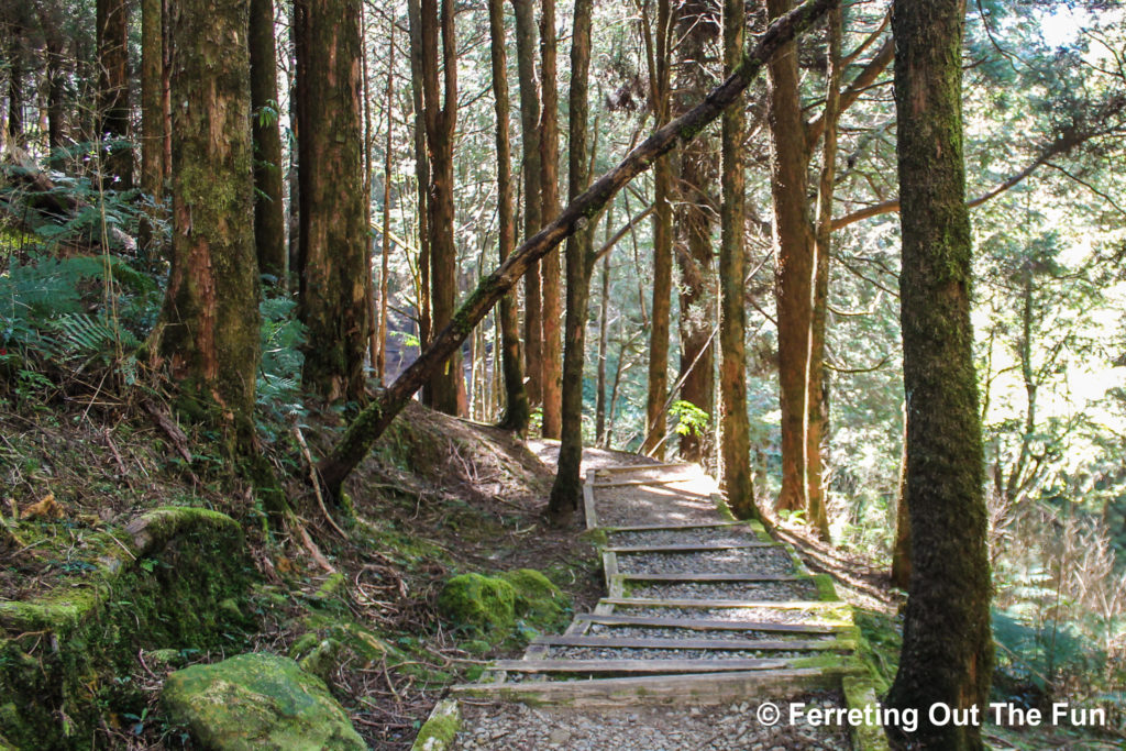 Alishan Tashan Trail