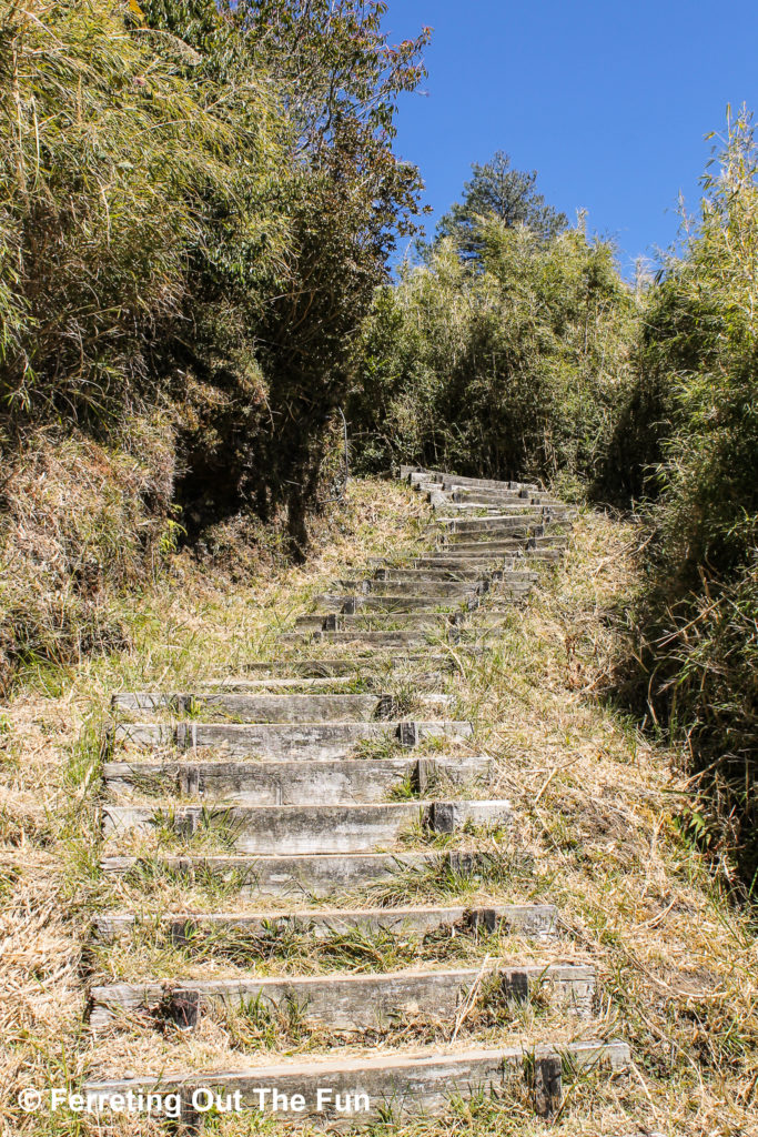 Steep stairs lead up Tashan Trail, a popular hiking route, in Alishan, Taiwan