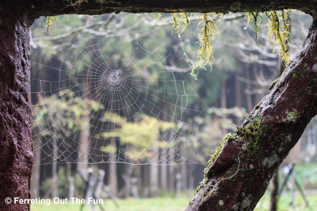 dew drops on a spiderweb
