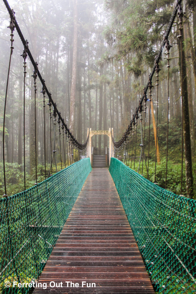 A foggy walk through a forest in Alishan, Taiwan