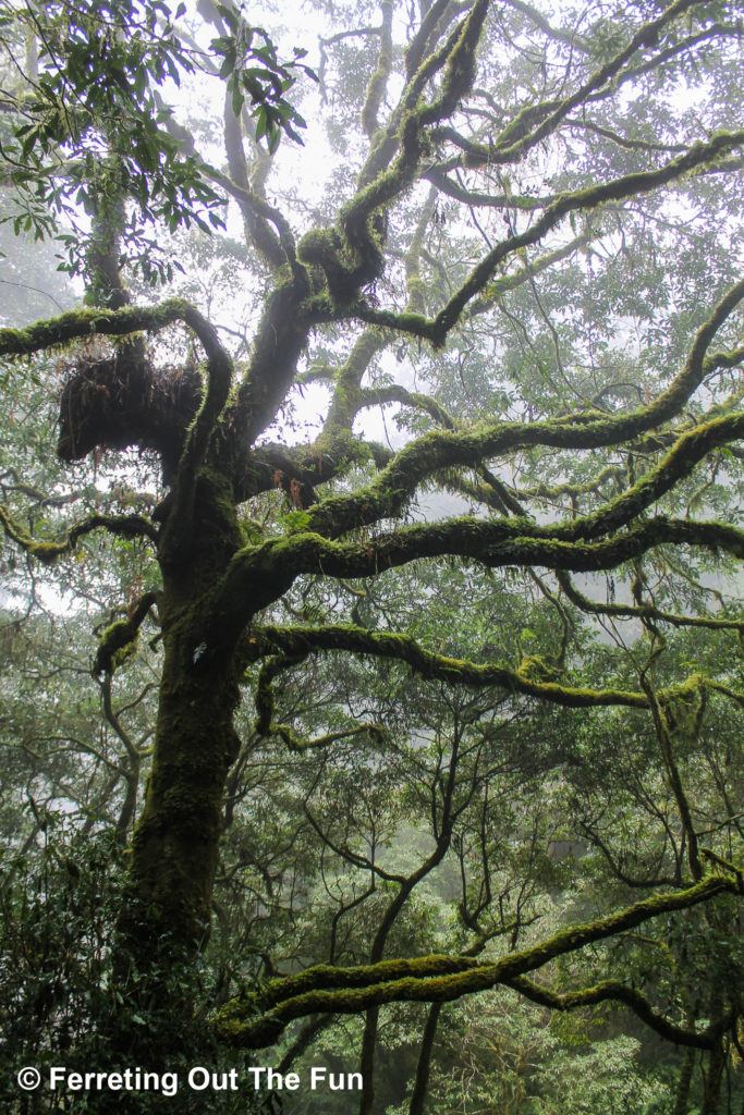 The gnarly branches of a tree covered in rich green moss tower over a walking trail in the Alishan National Scenic Area, Taiwan