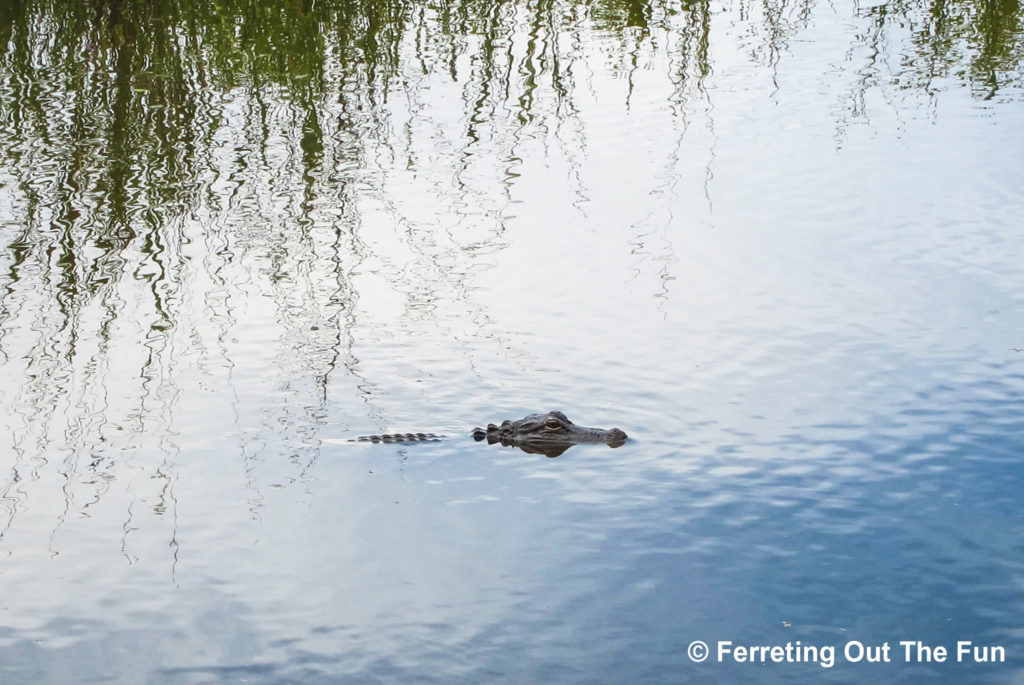 An alligator surfacing in South Carolina