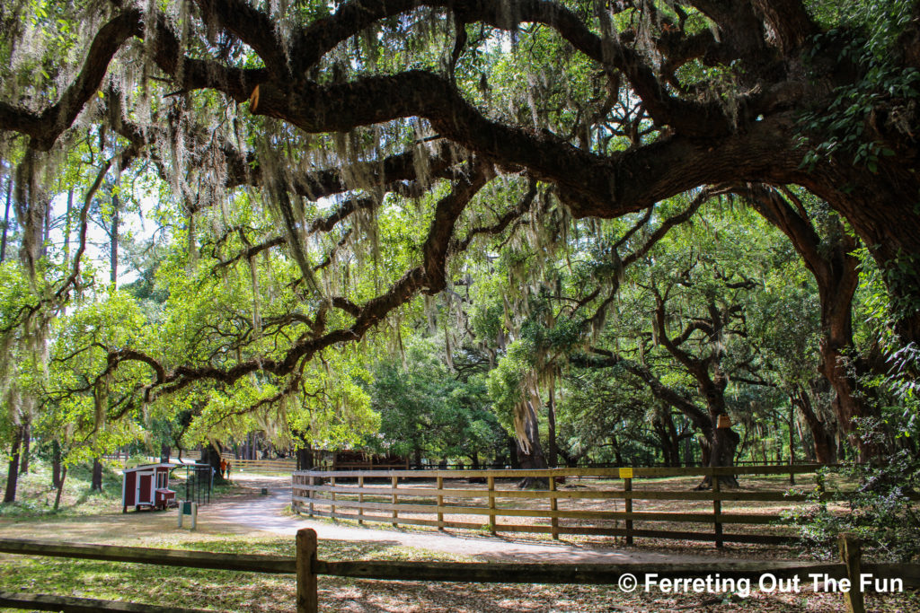 Brookgreen Gardens Low Country Zoo