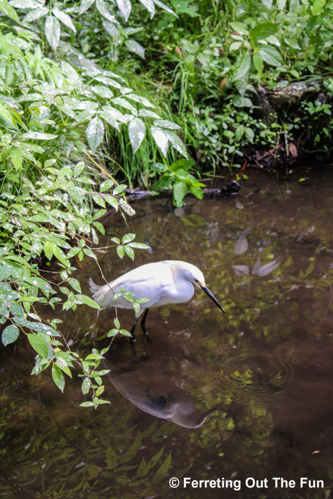A white heron hunts for fish at Brookgreen Gardens in South Carolina