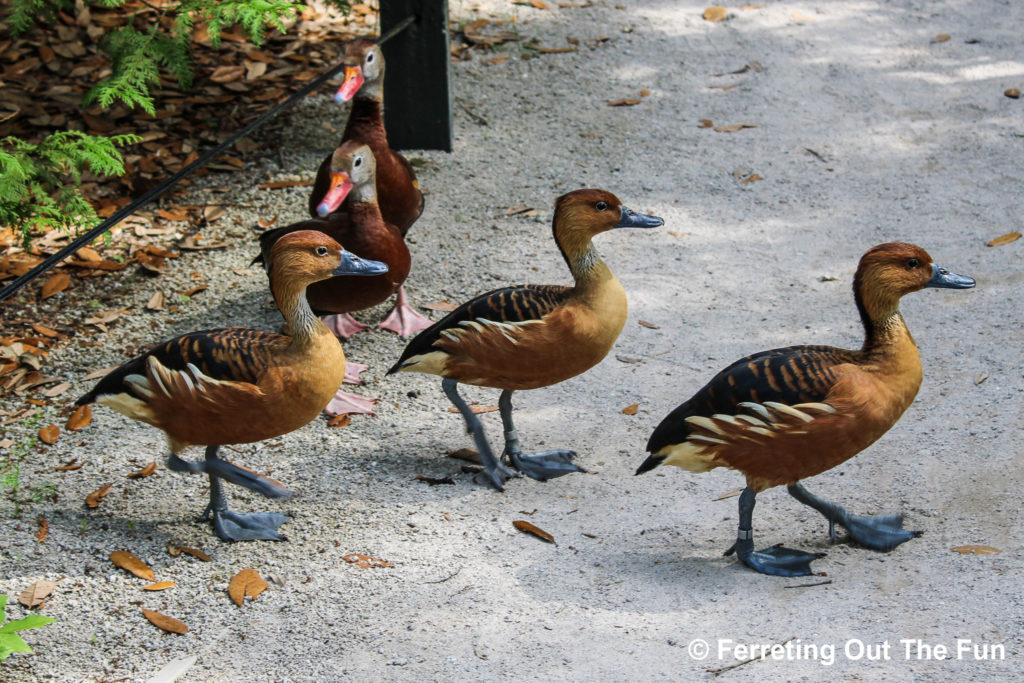 Brookgreen Gardens Low Country Zoo