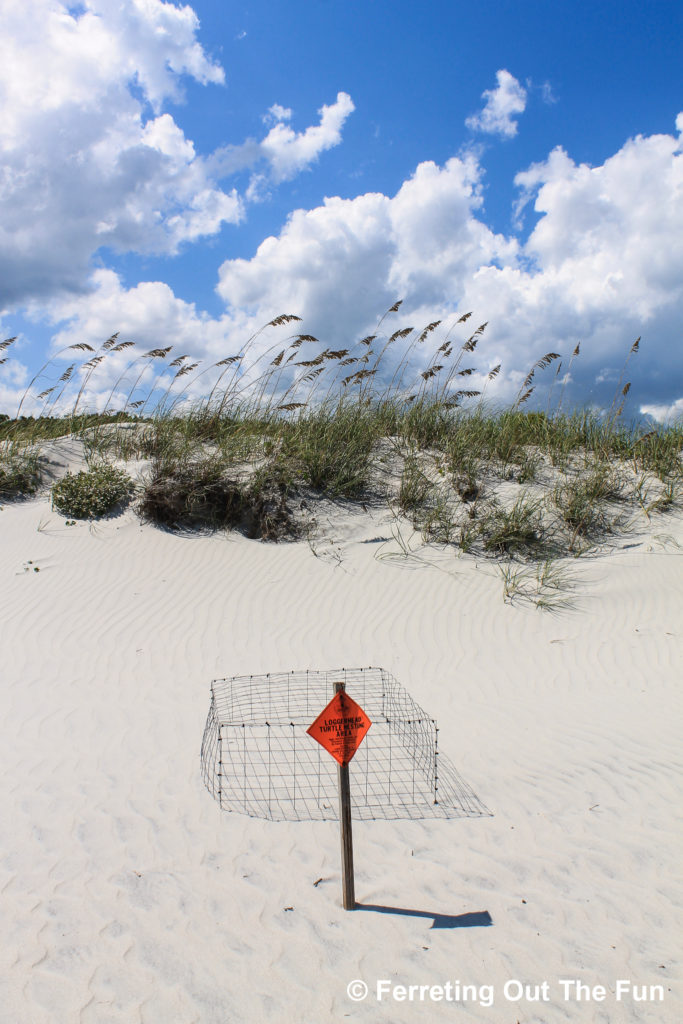 A protected loggerhead sea turtle nest in the sandy dunes of Huntington Beach State Park in South Carolina