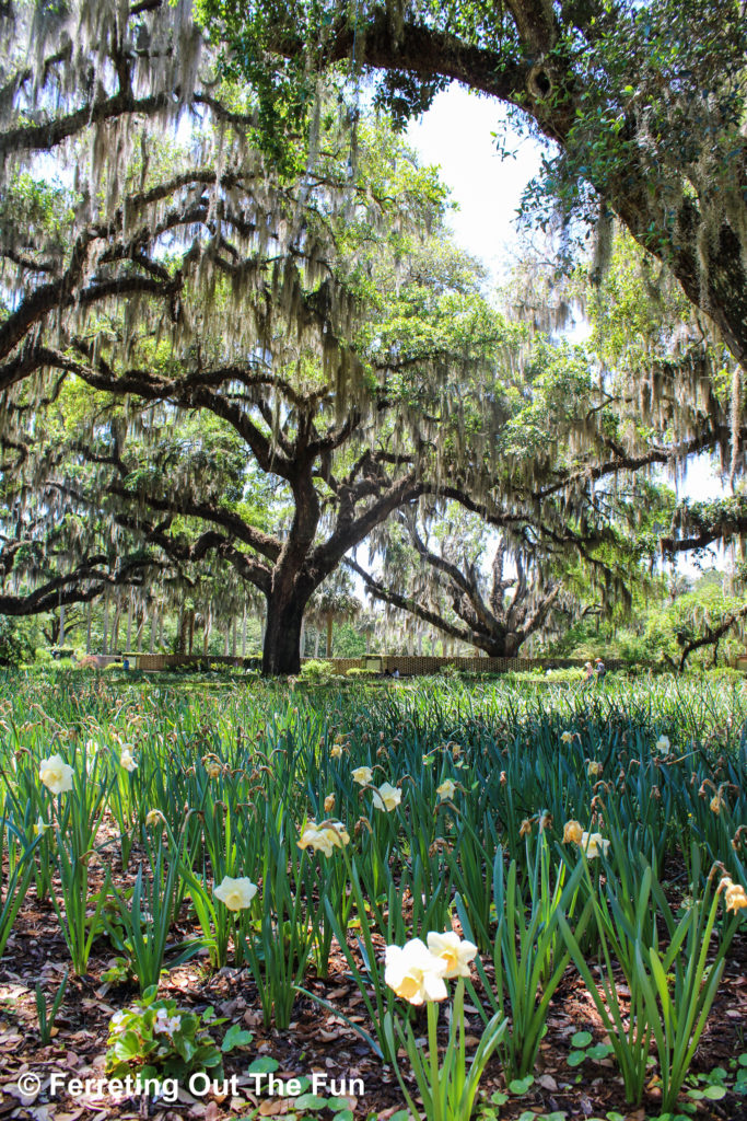 Daffodils bloom under live oaks dripping with moss at Brookgreen Gardens in South Carolina