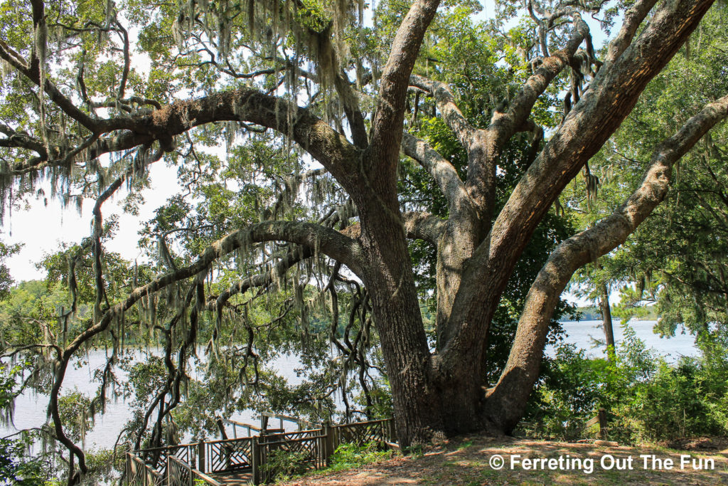 Live Oak Santee River