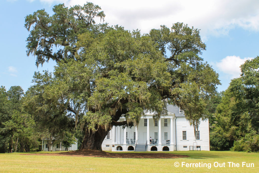 Hampton Plantation Washington Oak