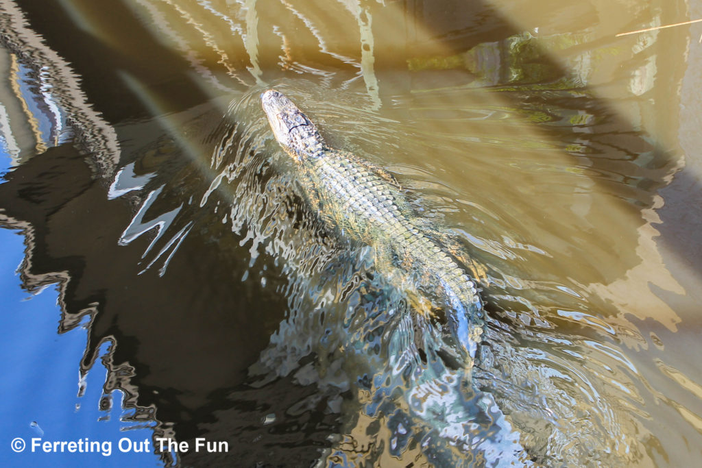 south carolina alligator