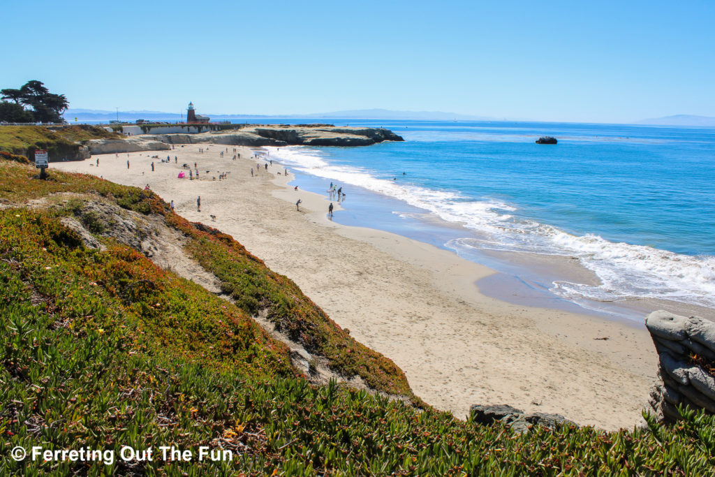 Dog friendly beaches in Santa Cruz CA