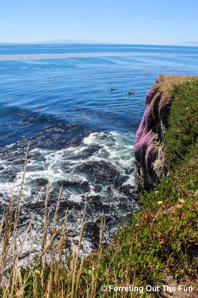 Surfers wait for a perfect wave in Steamer Lane, a famous point break in Santa Cruz, California