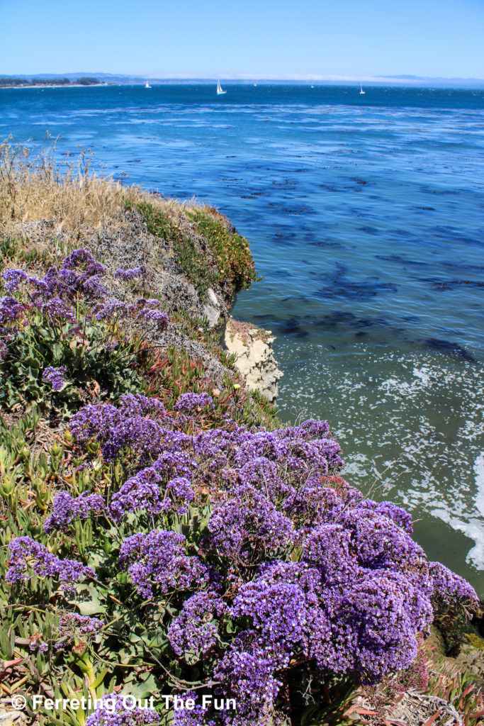 Purple wildflowers grow on a cliff overlooking popular surf spot Steamer Lane in Santa Cruz, CA