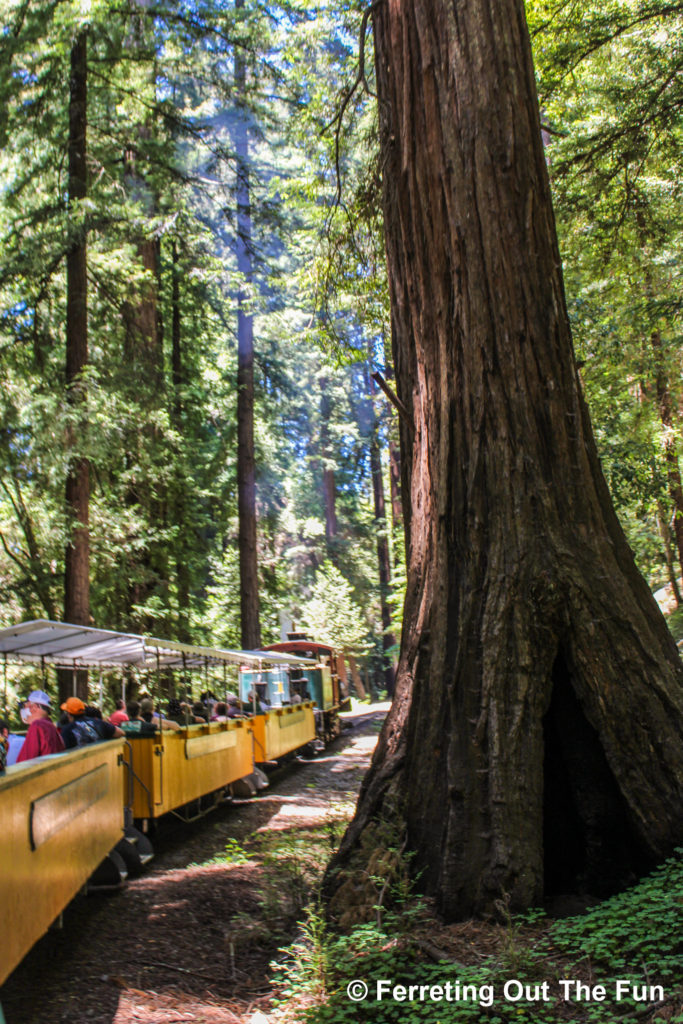 Riding a steam train through a redwood forest in California