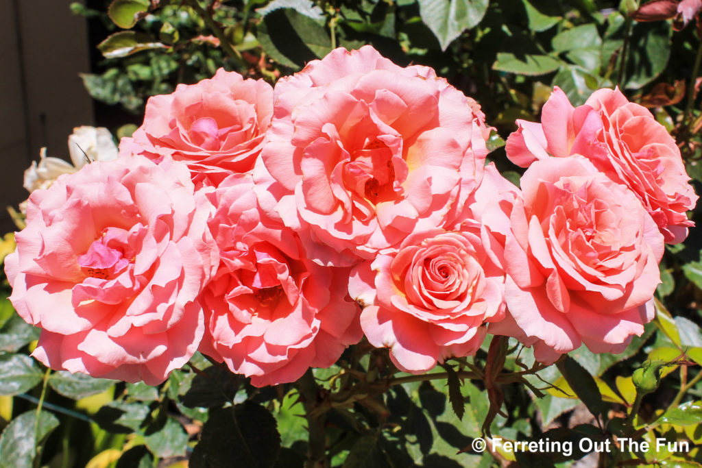 Santa Clara University rose garden